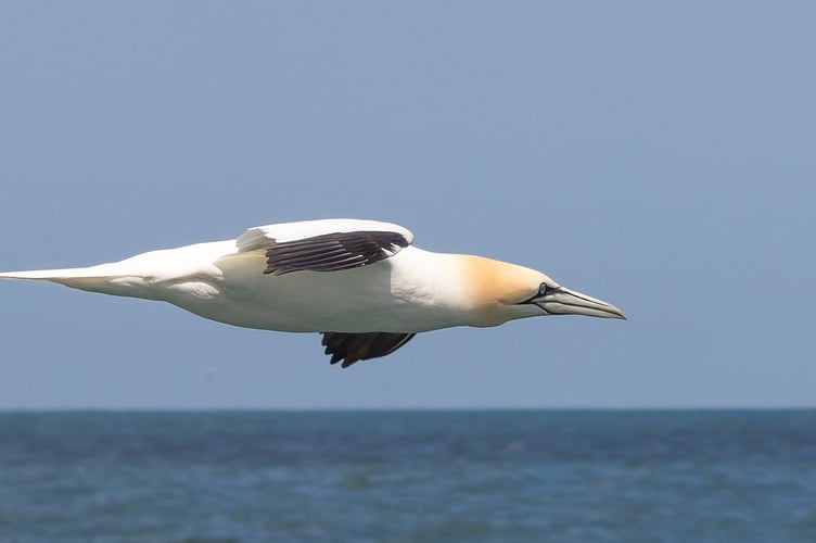 Mike Gildon: High Speed Gannet
