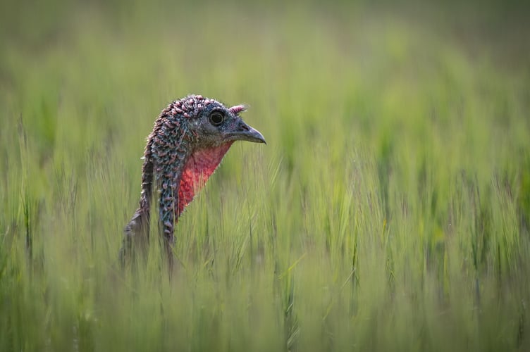 Mike Tibbotts: Free-range Turkey