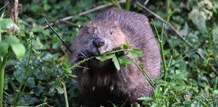 How eager beavers can transform landscape