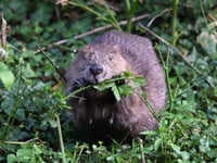 How eager beavers can transform landscape