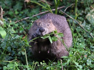 How eager beavers can transform landscape