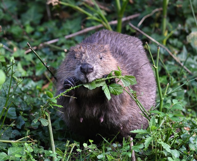 How eager beavers can transform landscape