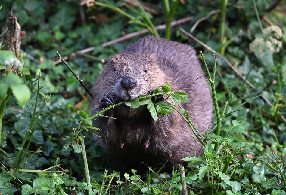 How eager beavers can transform landscape