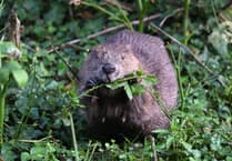 How eager beavers are transforming landscape