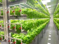 Does case for vertical farming stack up?