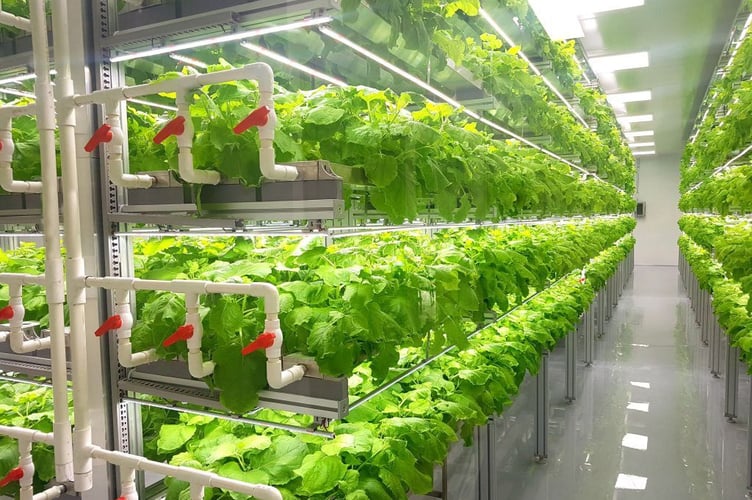 Vertical farming using hydroponics