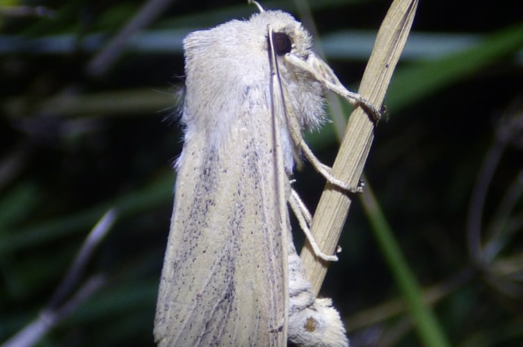 Large Wainscot Moth (by Rebecca Levey)