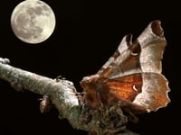 Help moths to the moon and back