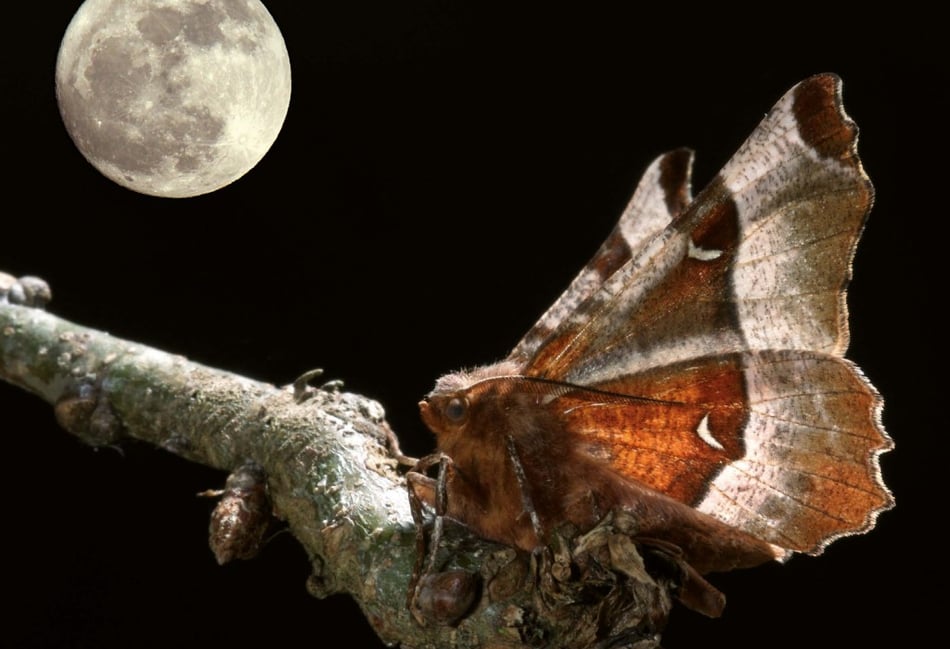 Help moths to the moon and back