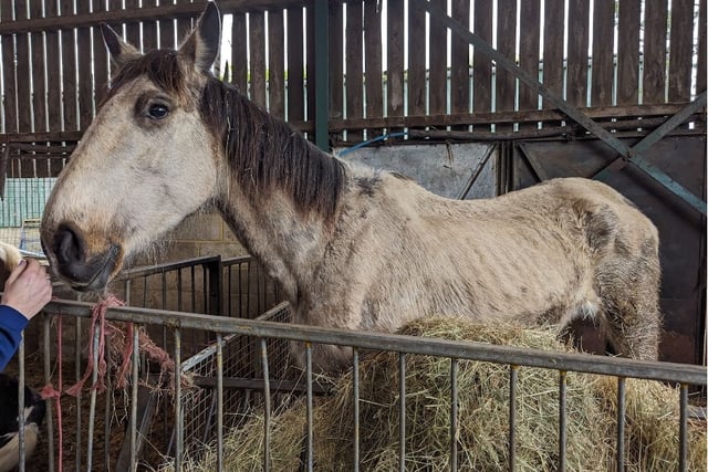 Suspended sentence for man who let six horses suffer at Ripley farm