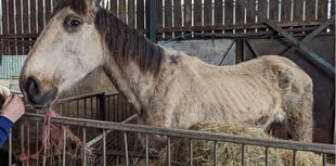 Suspended sentence for man who let six horses suffer at Ripley farm