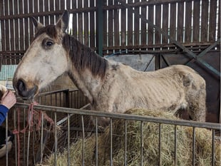 Suspended sentence for man who let six horses suffer at Ripley farm