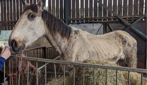 Suspended sentence for man who let six horses suffer at Ripley farm