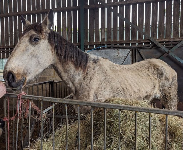 Suspended sentence for man who let six horses suffer at Ripley farm