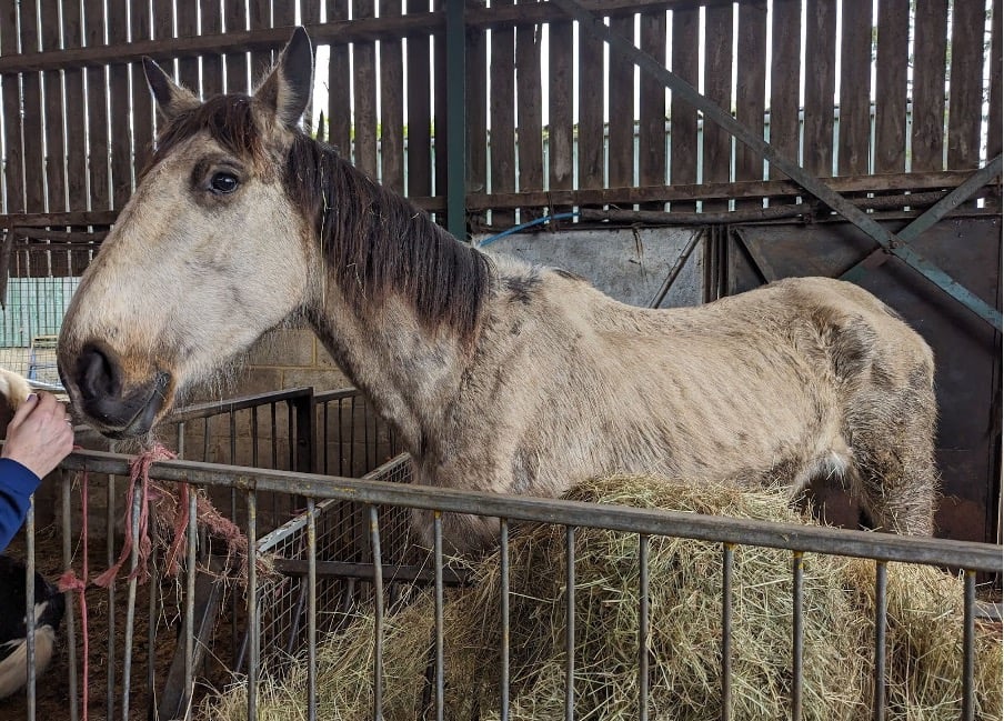 Suspended sentence for man who let six horses suffer at Ripley farm