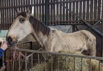 Suspended sentence for man who caused suffering to six horses on farm near Woking