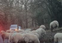 Connecting with family, a door closes - and some woolly thinking