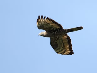 Bird insights win ringing endorsement