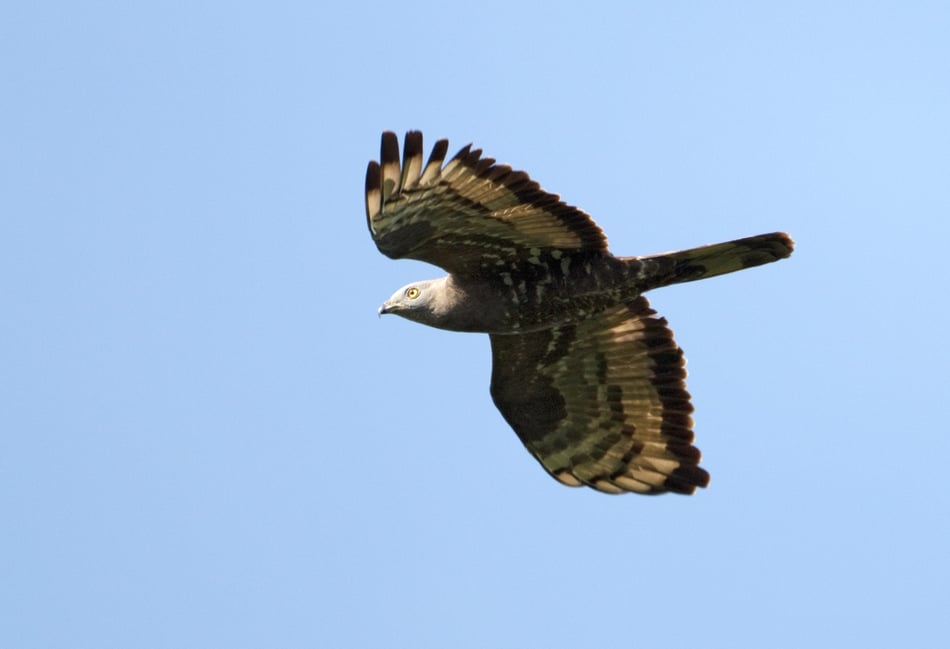 Bird insights win ringing endorsement