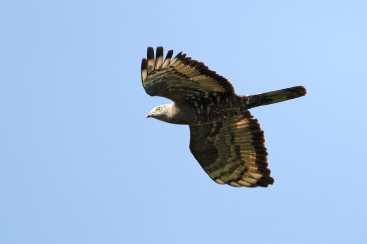 Honey-buzzard by Graham Catley