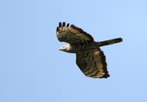 Bird insights win ringing endorsement