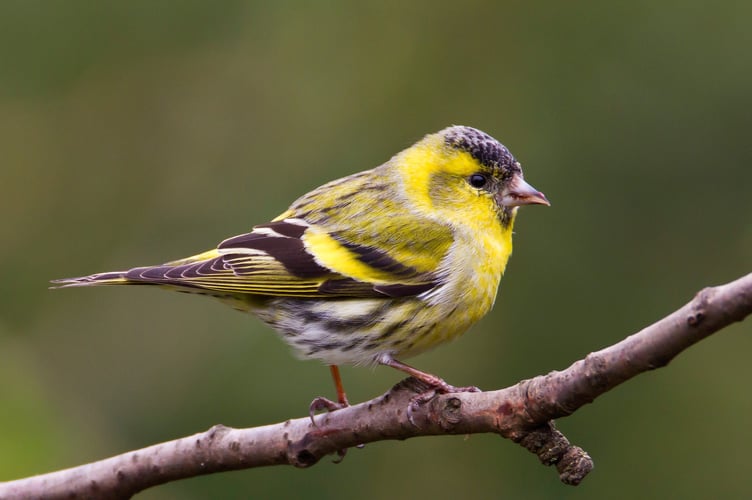 Siskin_by_Allan_Drewitt_BTO