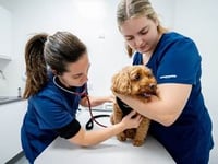 Pet project: Vets promote new year health campaign