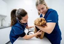 Pet project: Vets promote new year health campaign
