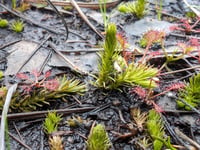 'Living fossil' found on Pirbright Ranges