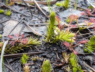'Living fossil' found on Pirbright Ranges