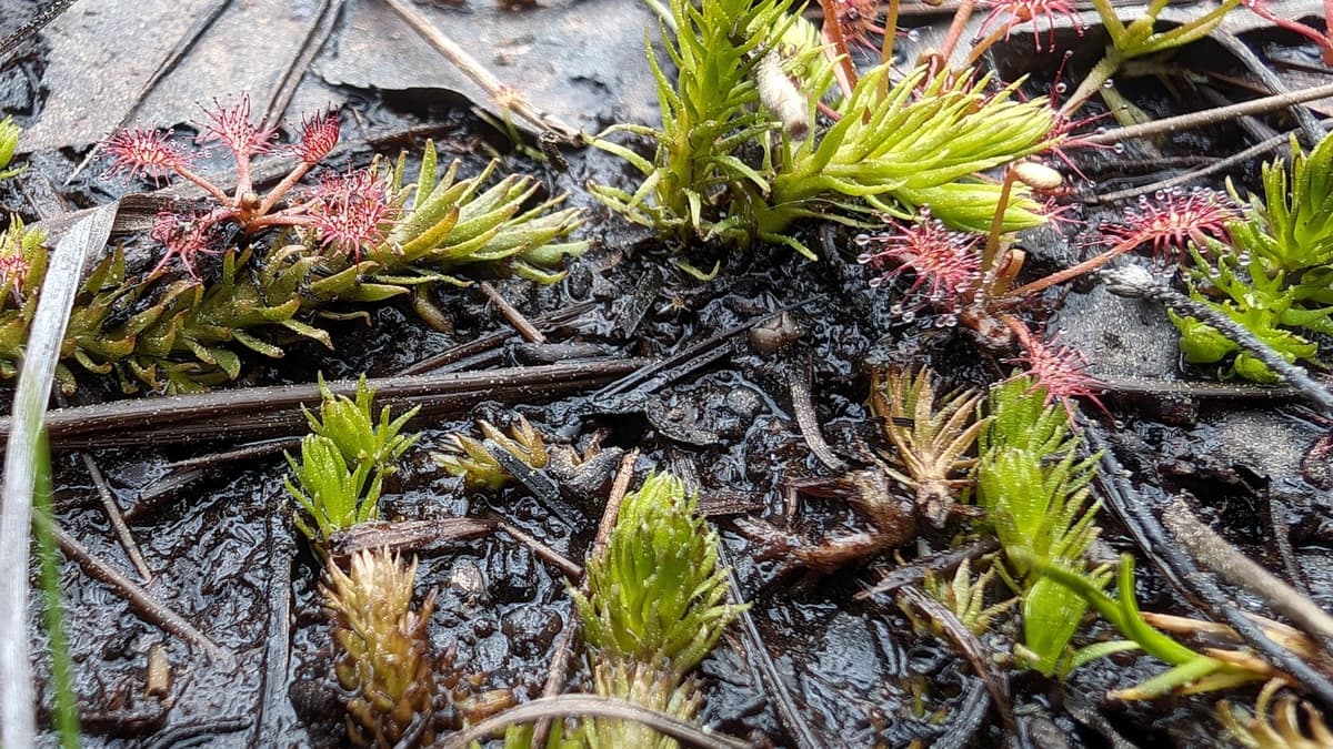 'Living fossil' found on Pirbright Ranges | wokingnewsandmail.co.uk