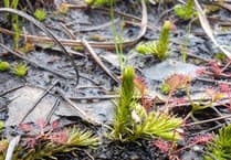 'Living fossil' found on Pirbright Ranges