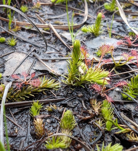 Lime-green coloured Marsh Clubmoss growing with pink Sundew 