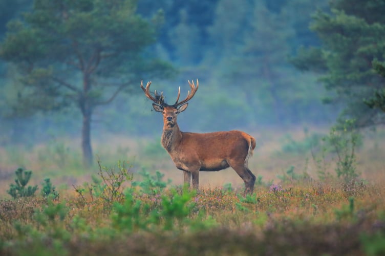 A red deer on Pirbright Ranges. Image: Jon Hawkins