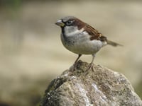 Can our garden birds count on you?