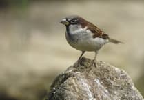 Can our garden birds count on you?