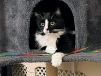 Rising costs swamping owners, says cat charity