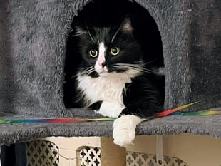 Rising costs swamping owners, says cat charity