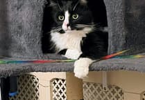 Rising costs swamping owners, says cat charity