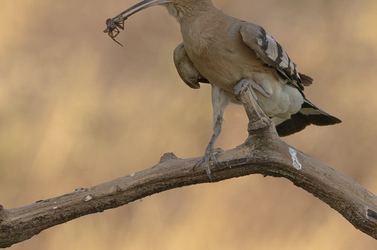Annie Fluke: Eurasian Hoopoe With Spider