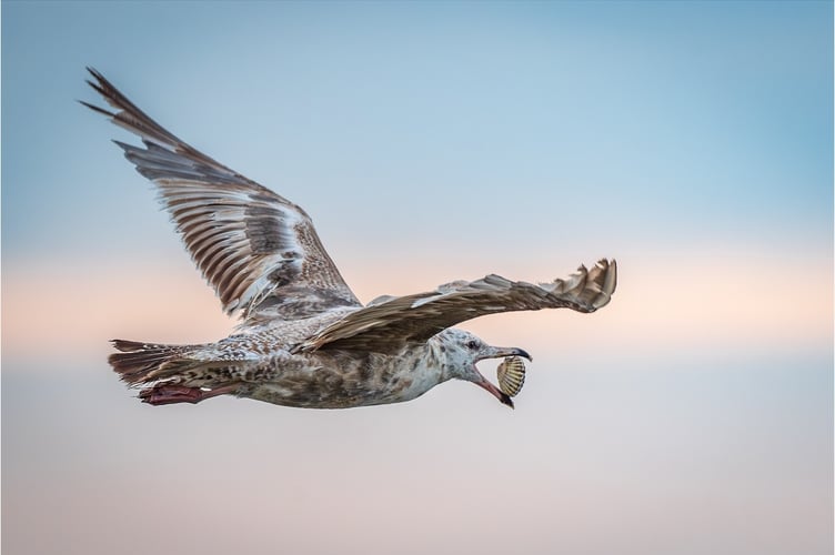 Jane Hibbert: Herring Gull Opening Clam