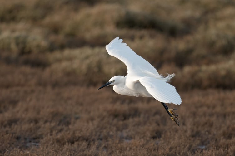Little Egret in flight
