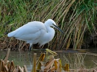 How the little egret became a big success
