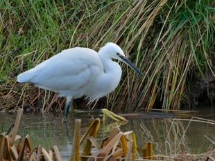 How the little egret became a big success