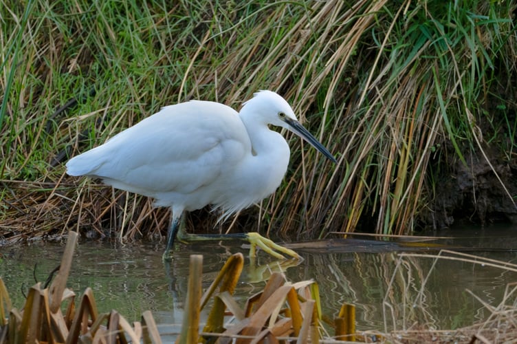 Little egret