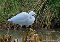 How the little egret became a big success