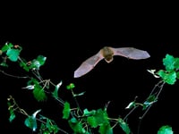 Take active role in supporting wildlife