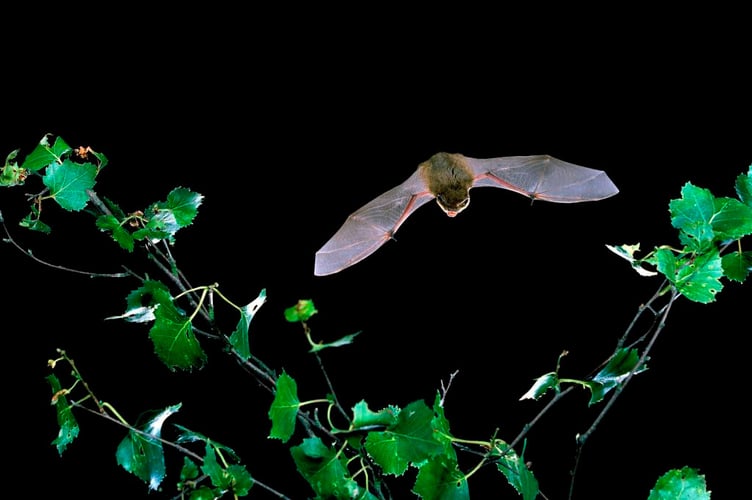 Common Pipistrelle Bat -credit to Hugh Clark www.bats.org.uk