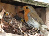 Box clever to help feathered friends