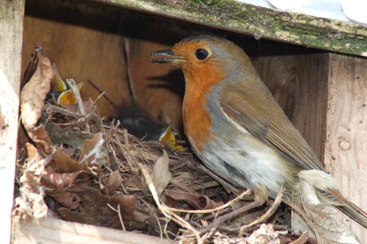 Robin_at_nest_by_David_Waistell_BTO